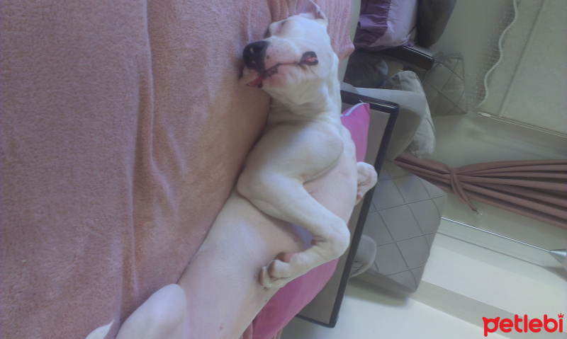 Dogo Arjantin, Köpek  Bulut fotoğrafı