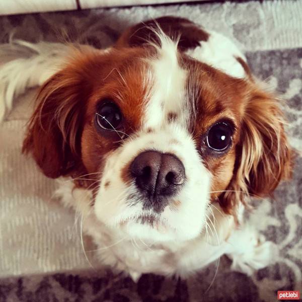 Cavalier King Charles Spanieli, Köpek  Maia fotoğrafı