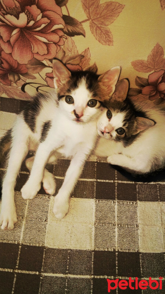 Tekir Kedi, Kedi  Yağmur,Bulut,Duman fotoğrafı