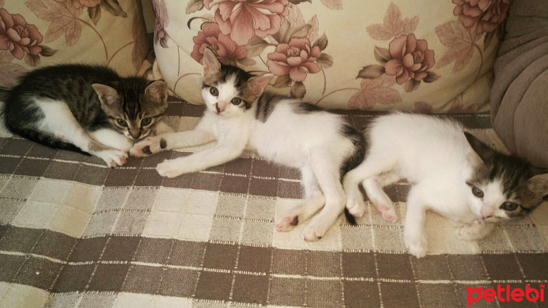 Tekir Kedi, Kedi  Yağmur,Bulut,Duman fotoğrafı