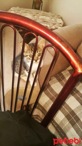 Tekir Kedi, Kedi  Yağmur,Bulut,Duman fotoğrafı