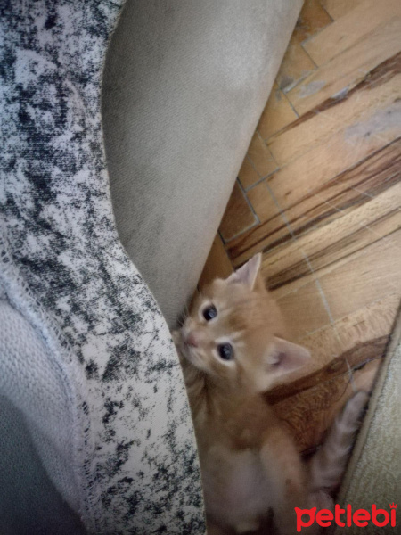 Cymric, Kedi  Pamuk fotoğrafı