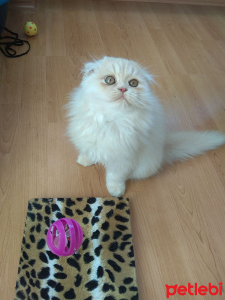 Scottish Fold, Kedi  Baybars fotoğrafı