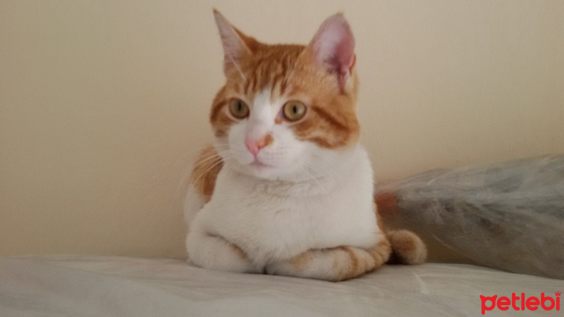 British Shorthair, Kedi  hera fotoğrafı
