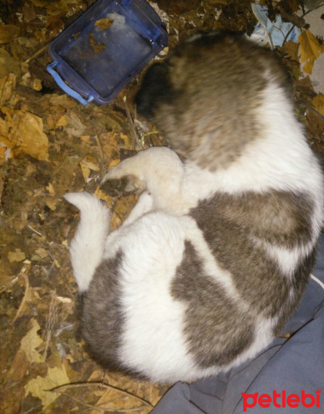 Akbaş, Köpek  Legolas fotoğrafı