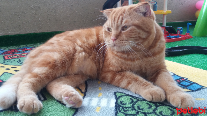 Scottish Fold, Kedi  Tarçın  fotoğrafı