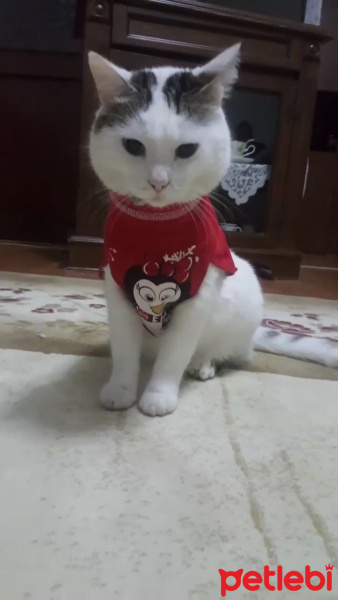 Tekir Kedi, Kedi  Pamuk fotoğrafı