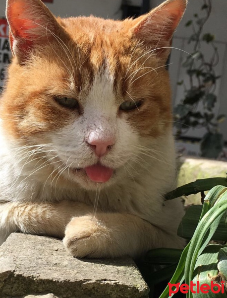 Tekir Kedi, Kedi  Sarı fotoğrafı