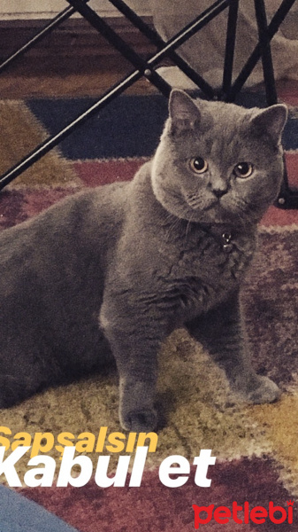 British Shorthair, Kedi  Dex fotoğrafı