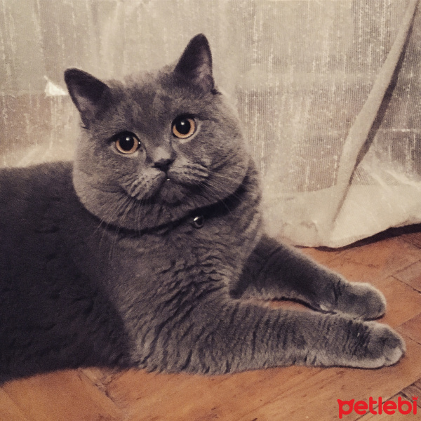 British Shorthair, Kedi  Dex fotoğrafı