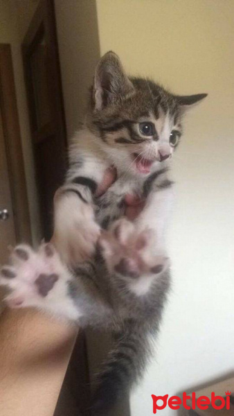 Tekir Kedi, Kedi  kedi fotoğrafı