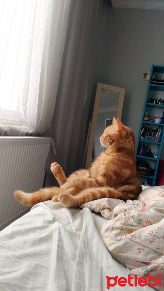 Tekir Kedi, Kedi  Sütlü fotoğrafı