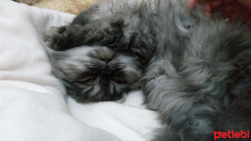 İran Kedisi (Persian), Kedi  Bitter fotoğrafı