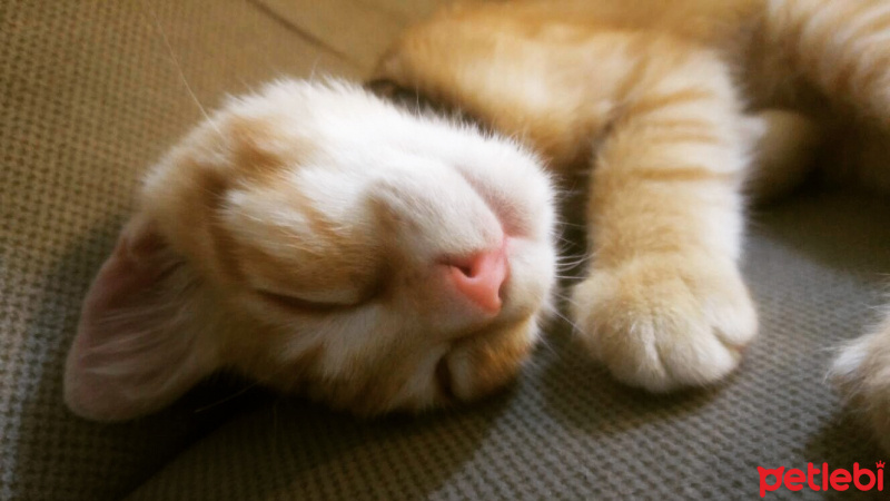 Tekir Kedi, Kedi  Sarı fotoğrafı