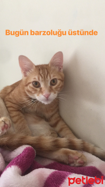 Tekir Kedi, Kedi  Sarı fotoğrafı