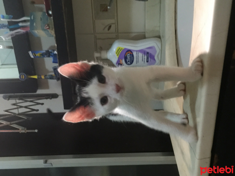 Tekir Kedi, Kedi  Dracul  fotoğrafı