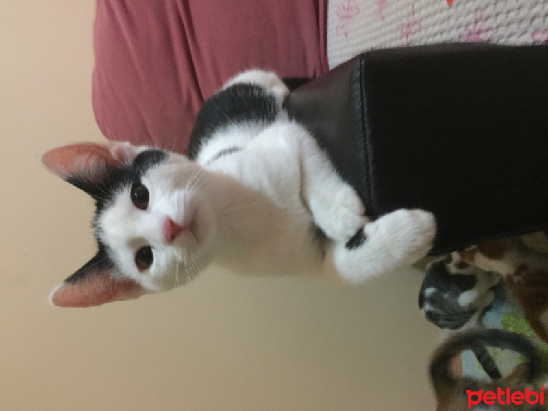Tekir Kedi, Kedi  Dracul  fotoğrafı