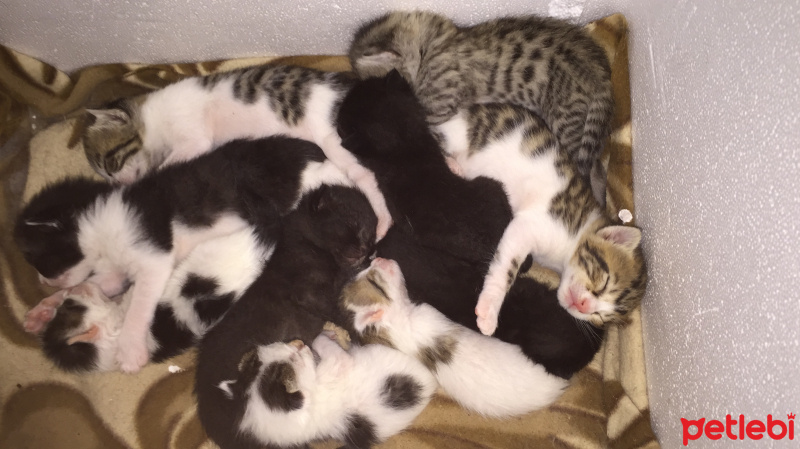 Tekir Kedi, Kedi  İsimsiz suan fotoğrafı
