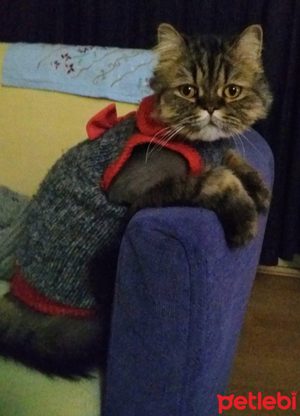 Chinchilla, Kedi  Mıro fotoğrafı