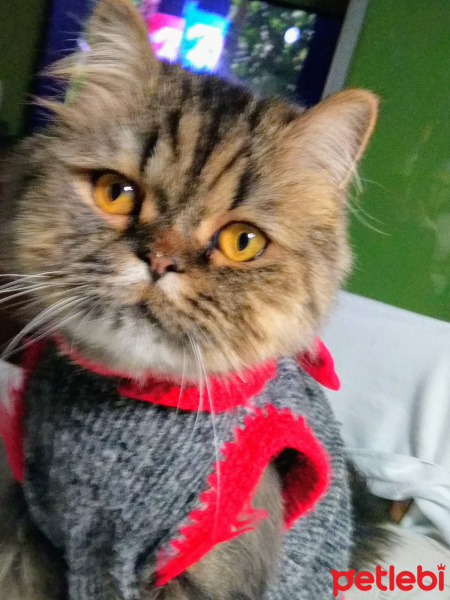 Chinchilla, Kedi  Mıro fotoğrafı