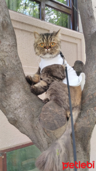 Chinchilla, Kedi  Mıro fotoğrafı