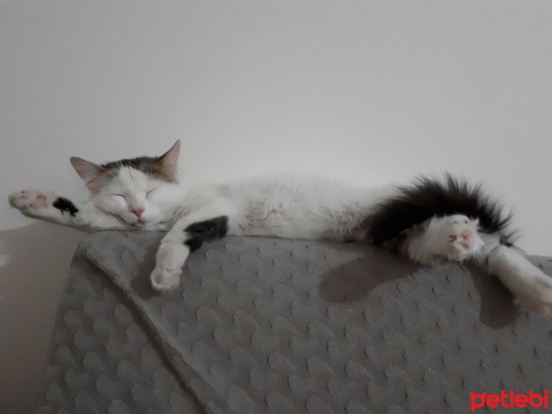Tekir Kedi, Kedi  Bıcır fotoğrafı