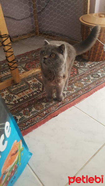 Scottish Fold, Kedi  Destina fotoğrafı