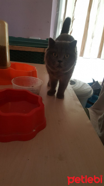 Scottish Fold, Kedi  Destina fotoğrafı