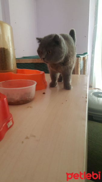 Scottish Fold, Kedi  Destina fotoğrafı