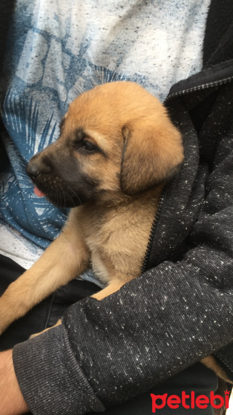 Kangal, Köpek  Fox fotoğrafı