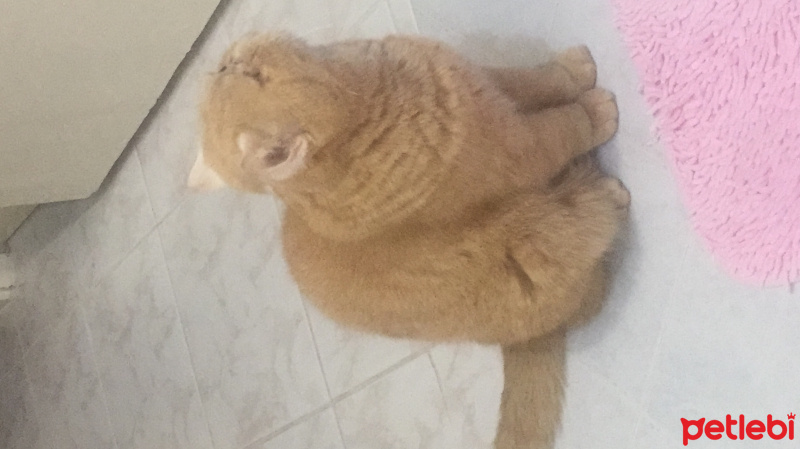 Exotic Shorthair, Kedi  Süflü fotoğrafı