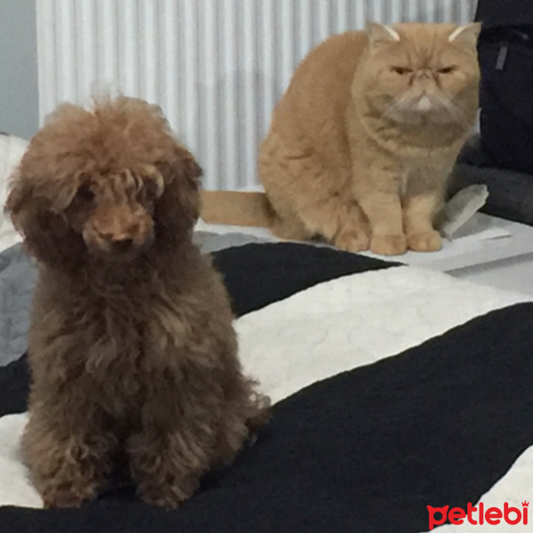 Exotic Shorthair, Kedi  Süflü fotoğrafı
