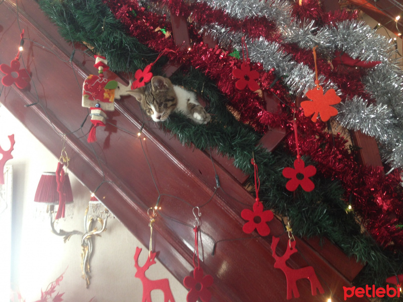 Soke, Kedi  Işık fotoğrafı