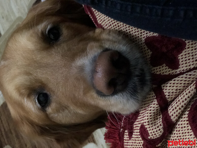 Golden Retriever, Köpek  Oscar fotoğrafı