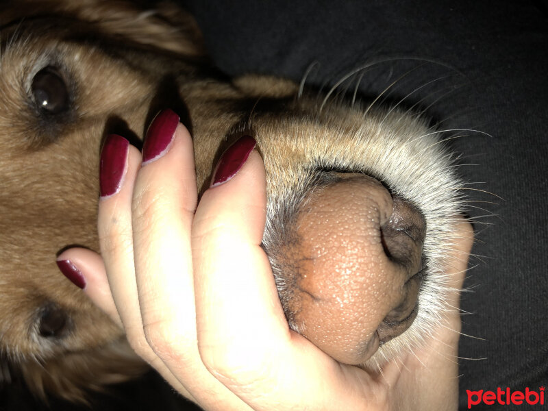 Golden Retriever, Köpek  Oscar fotoğrafı