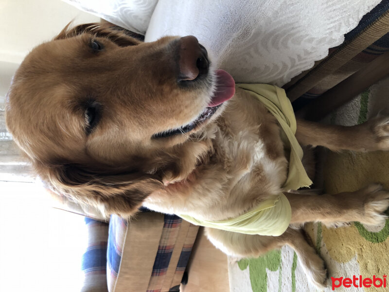 Golden Retriever, Köpek  Oscar fotoğrafı