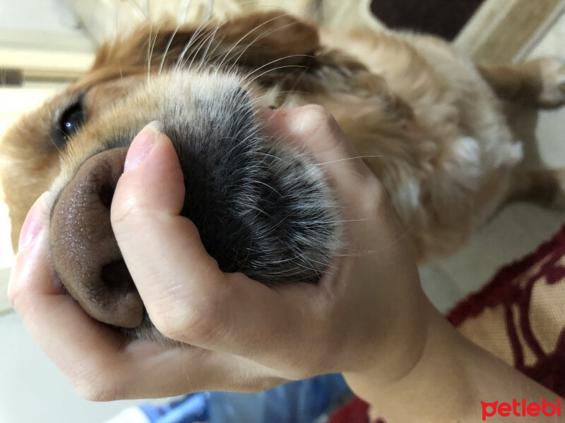 Golden Retriever, Köpek  Oscar fotoğrafı