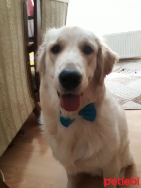 Golden Retriever, Köpek  Zion fotoğrafı