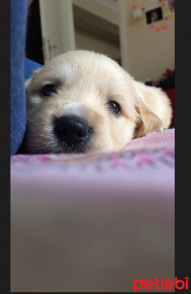 Golden Retriever, Köpek  Rüzgar fotoğrafı