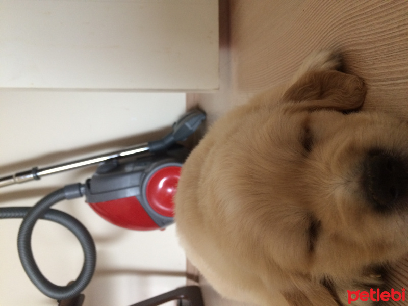 Golden Retriever, Köpek  Rüzgar fotoğrafı