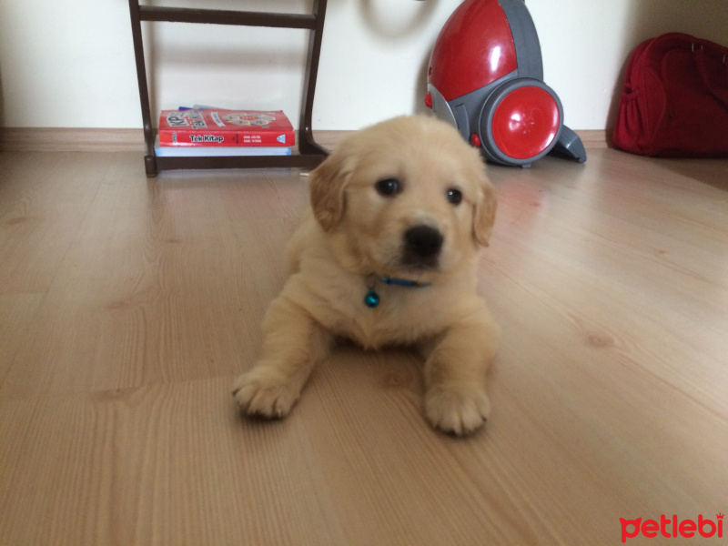 Golden Retriever, Köpek  Rüzgar fotoğrafı
