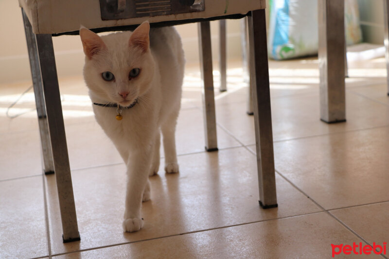 Ankara Kedisi, Kedi  Yumak fotoğrafı