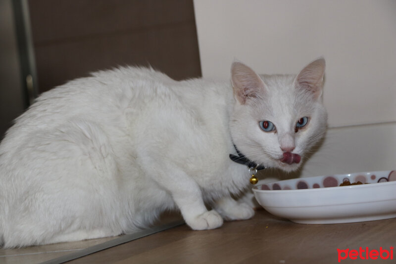 Ankara Kedisi, Kedi  Yumak fotoğrafı