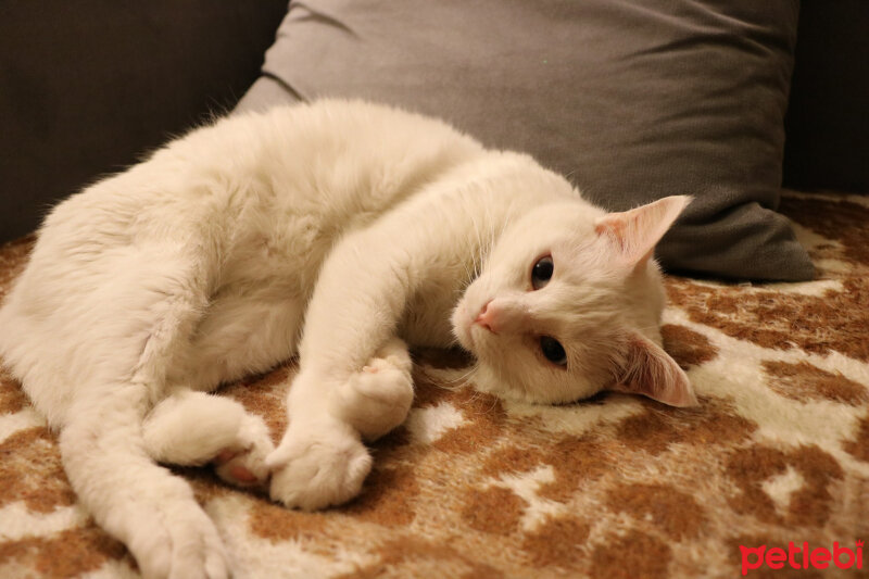 Ankara Kedisi, Kedi  Yumak fotoğrafı