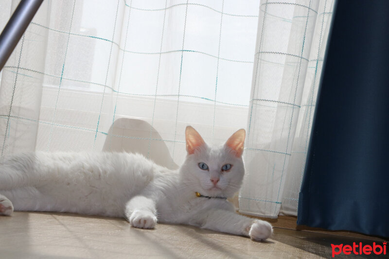 Ankara Kedisi, Kedi  Yumak fotoğrafı