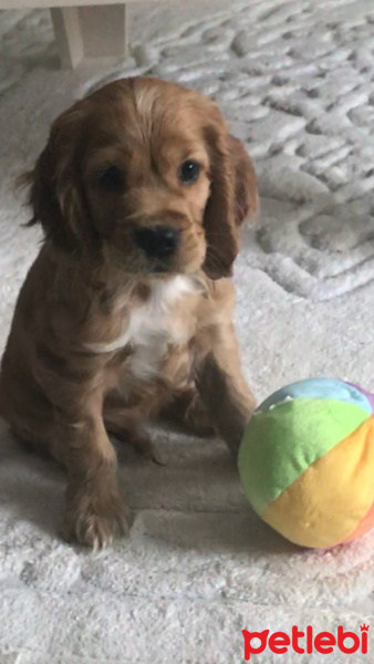 İngiliz Cocker Spaniel, Köpek  Toprak fotoğrafı