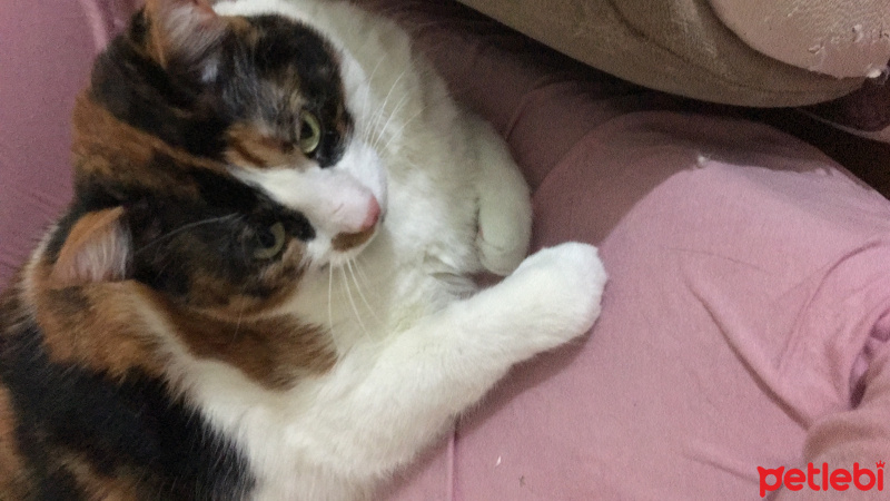 Tekir Kedi, Kedi  Gazoz fotoğrafı