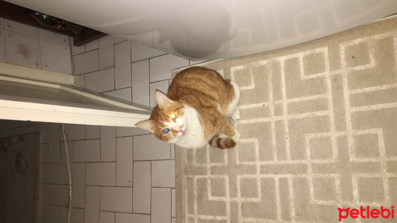 Tekir Kedi, Kedi  Şakir fotoğrafı