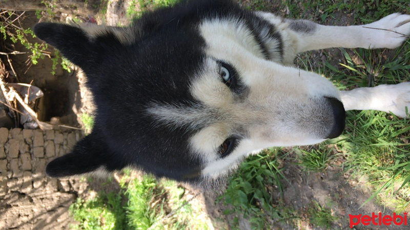 Sibirya Kurdu (Husky), Köpek  Rocky fotoğrafı