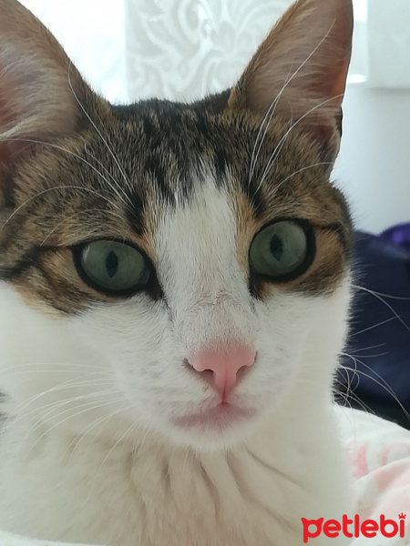 Tekir Kedi, Kedi  Tutku fotoğrafı